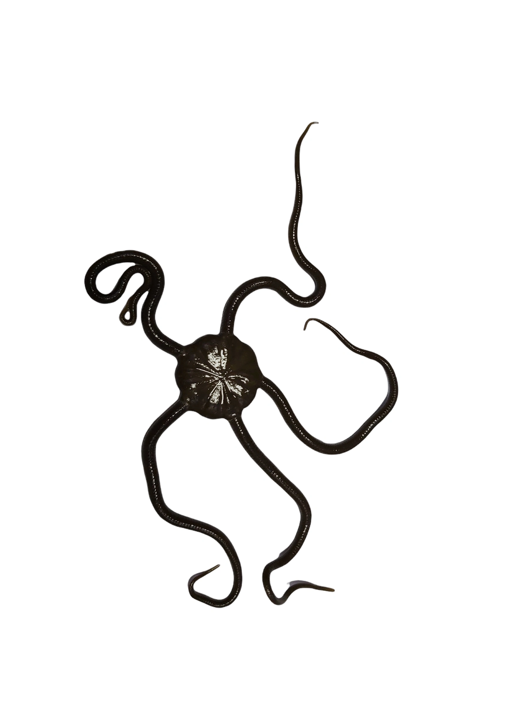 Slangesøstjerne Ophioderma rubicundum